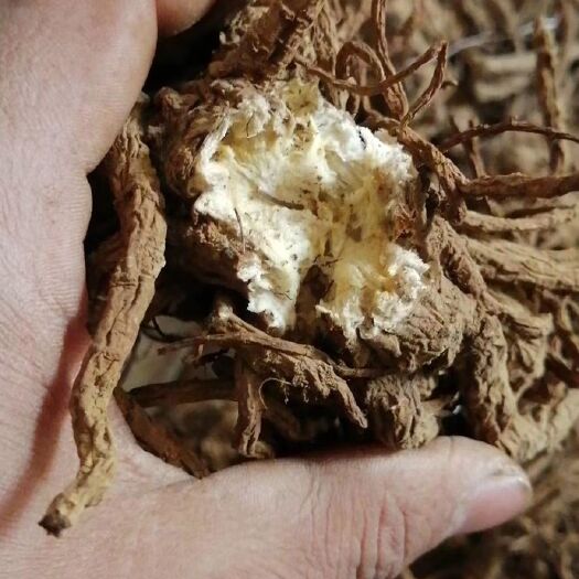重庆市独活片 独活 肉独活大货 产地直供
