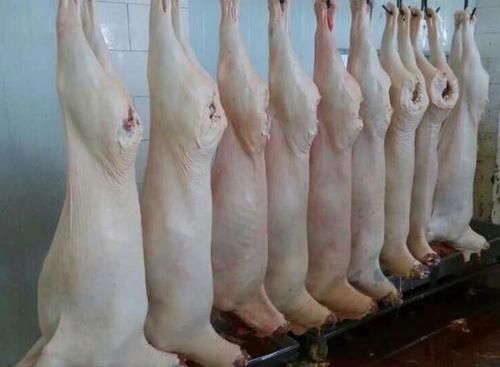 沈阳绵羊肉  带皮带蹄羊腔子
