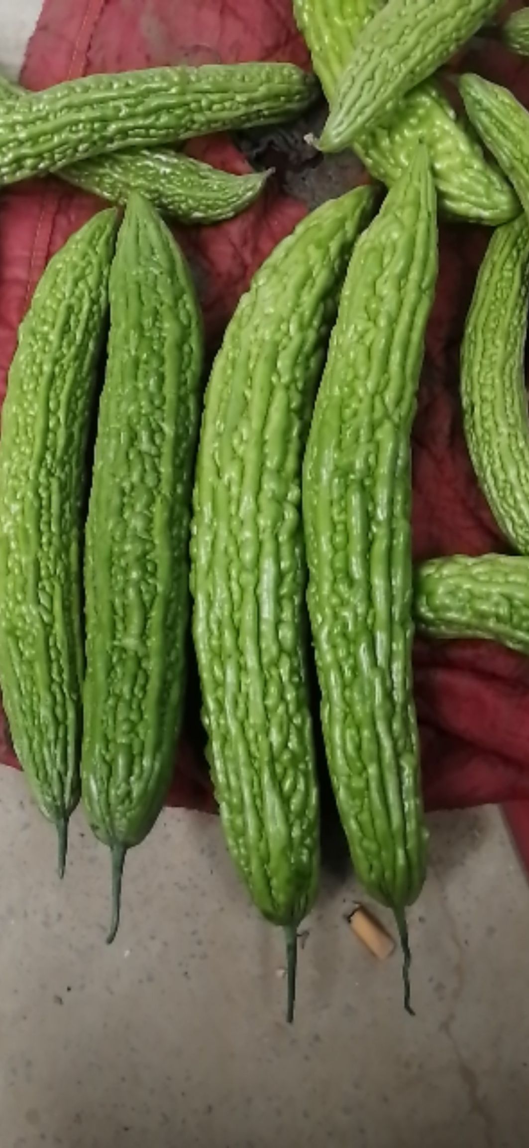 绿状元苦瓜 绿壮元苦瓜，货源充足，基地直发，欢迎老板实地考查