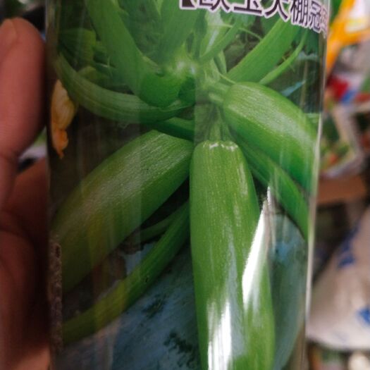 扶沟县绿皮西葫芦种子 西葫芦种子 早熟品种 皮色油绿 产量