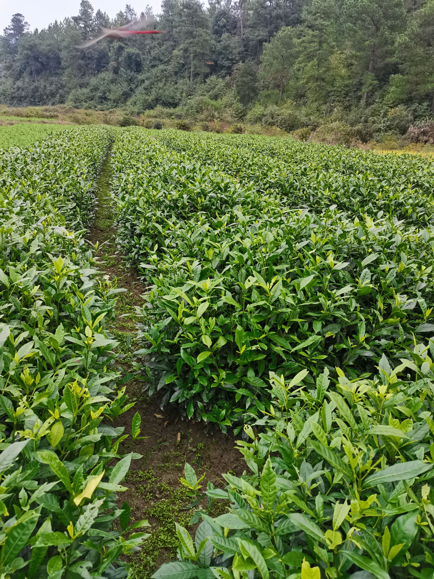 黄栀子苗  黄桅子苗