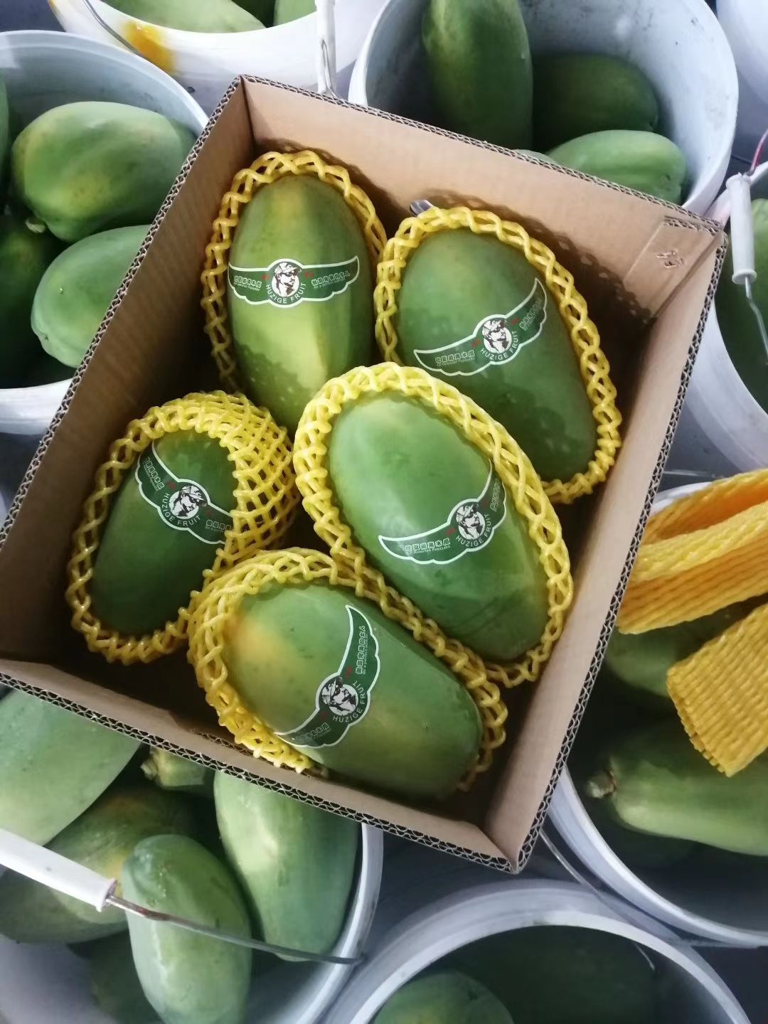  红心木瓜，上市