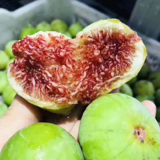 平邑县布兰瑞克无花果苗  特大无花果苗南北方盆栽地栽量多优惠