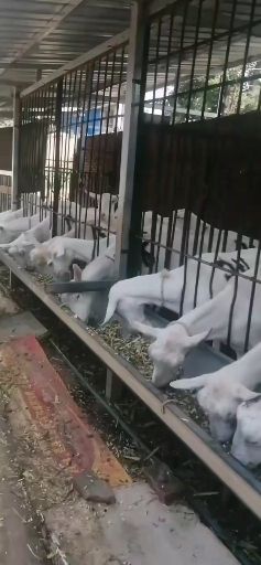 关中奶山羊  陕西富平关中萨能奶山羊，青年奶羊，青年母羊，羊羔（小公羊）