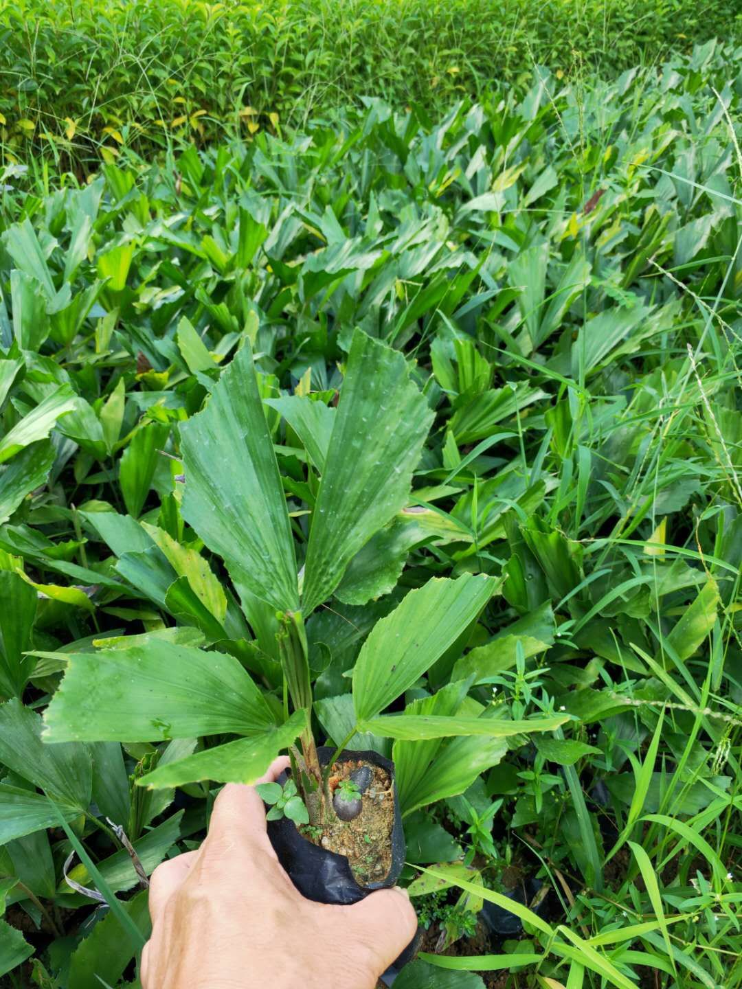 散尾葵  鱼尾葵苗棕榈科园林观叶绿植