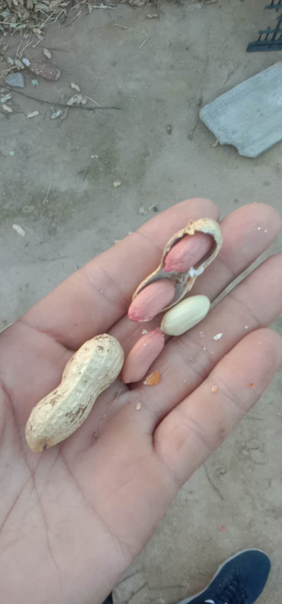 带壳花生 花生鲜干花生大量出售
