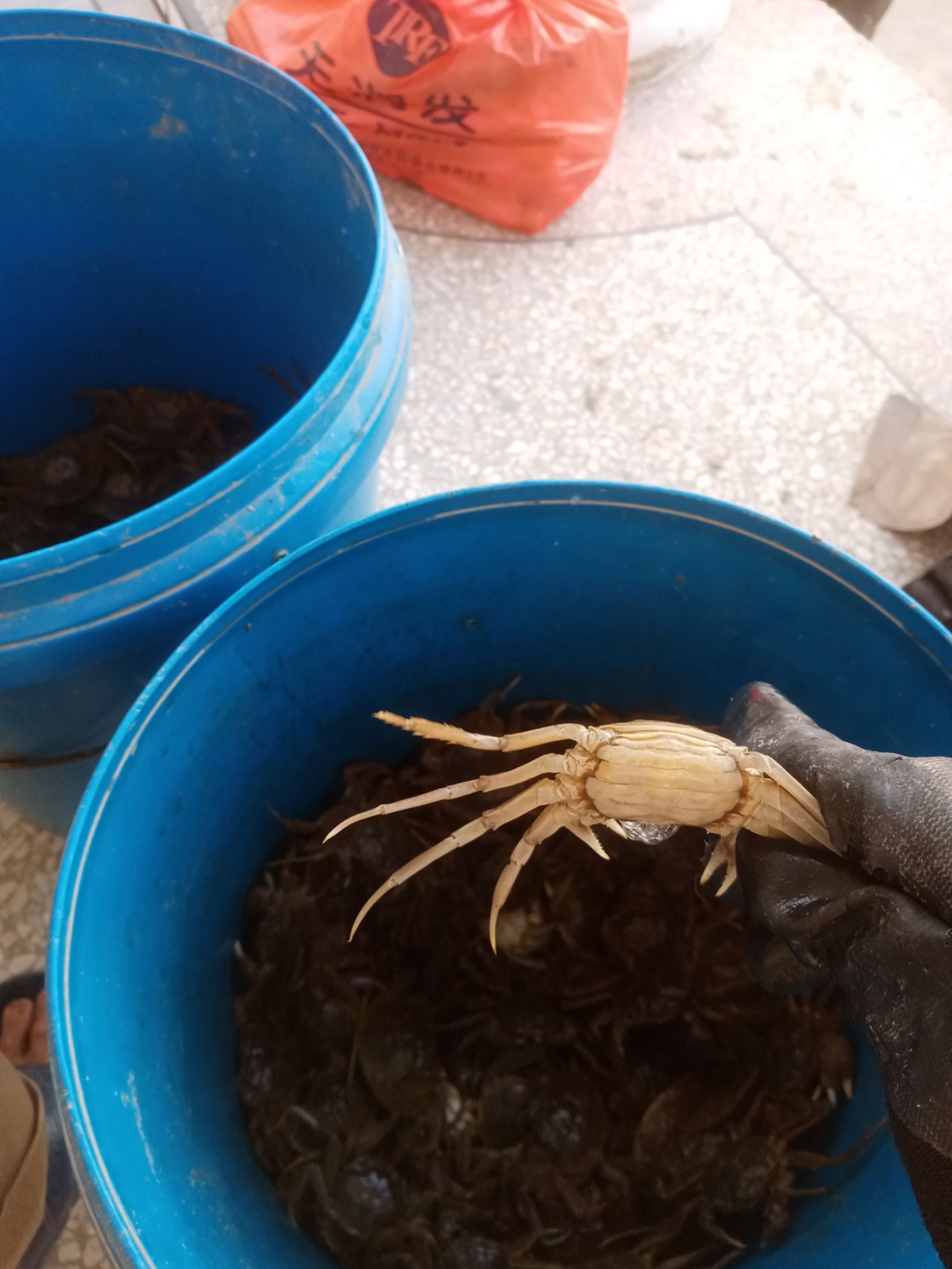 水阳大闸蟹 母蟹 2.0两以下