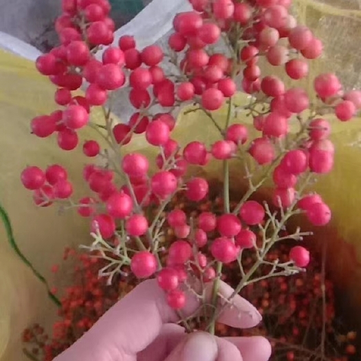 荥阳市南天竹种子  南天竹（鲜果）带爪子