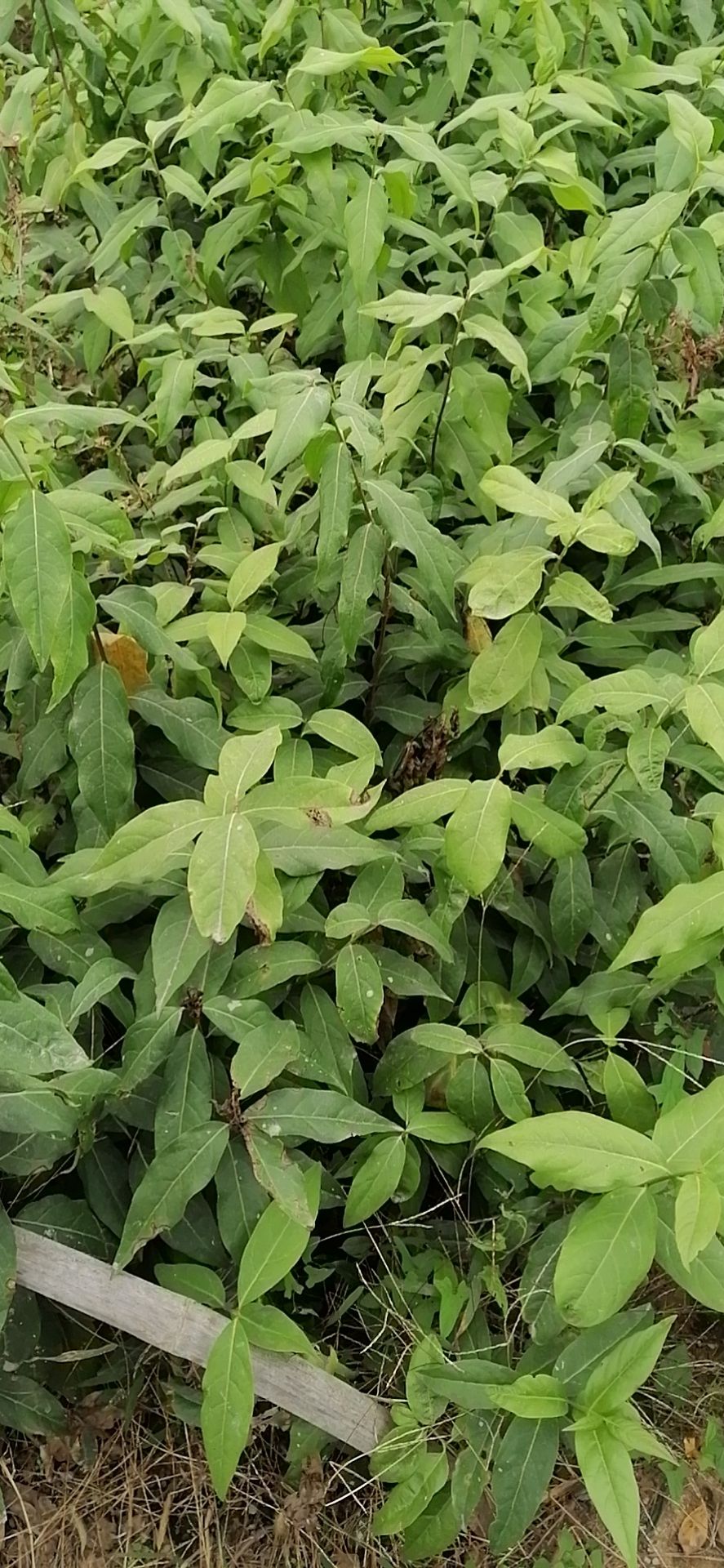 素心腊梅小苗，嫁接腊梅，根系发达成活率很高