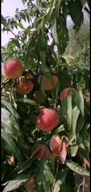 映霜红蜜桃  映霜红桃子，冬桃，又脆又甜，成长期二百天的桃子