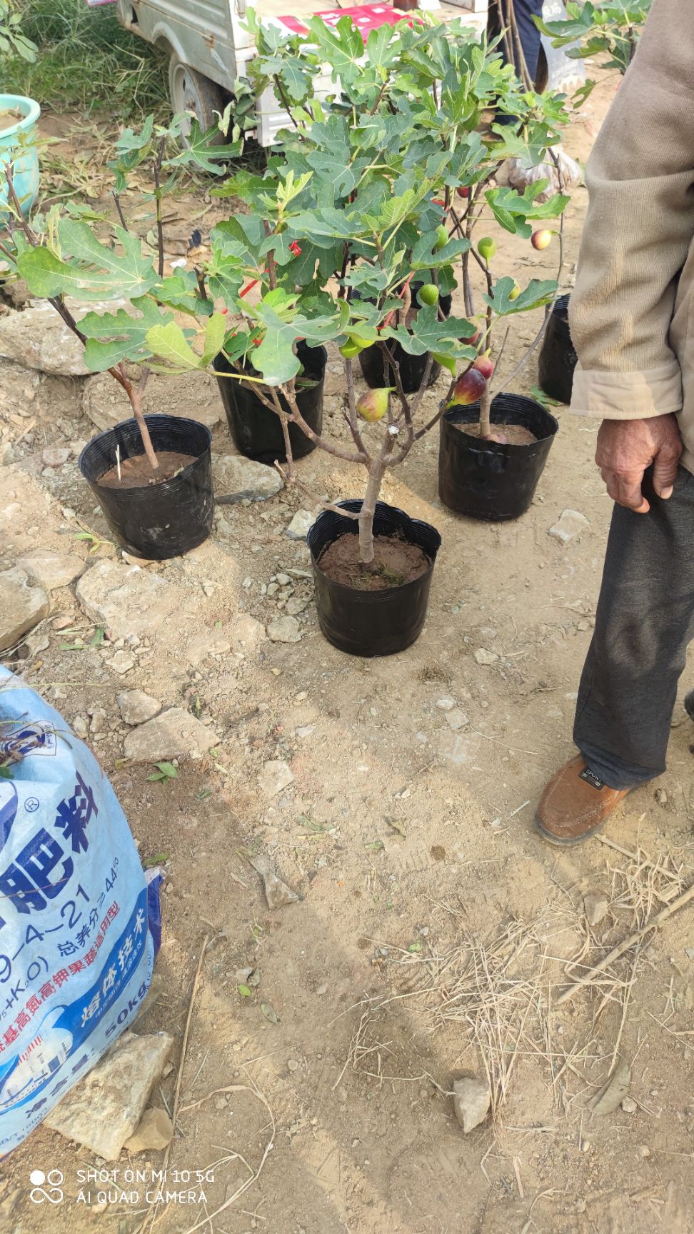 布兰瑞克无花果苗  特大无花果苗南北方盆栽地栽量多优惠
