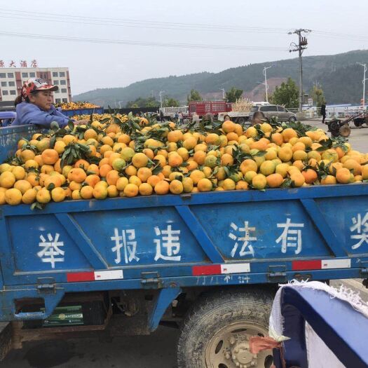 丹江口市蜜桔 