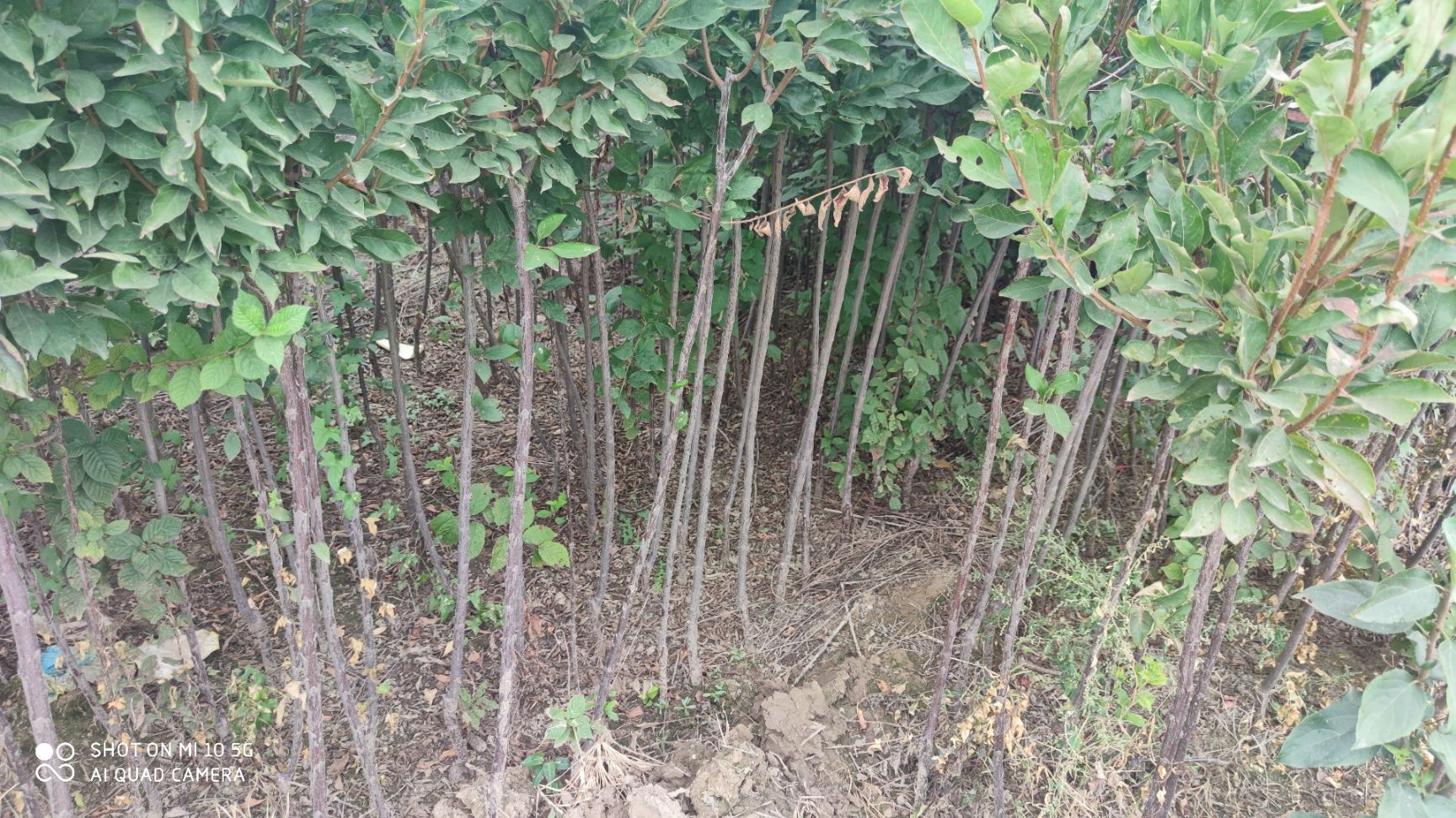 脆红李苗  嫁接苗品种正宗包邮