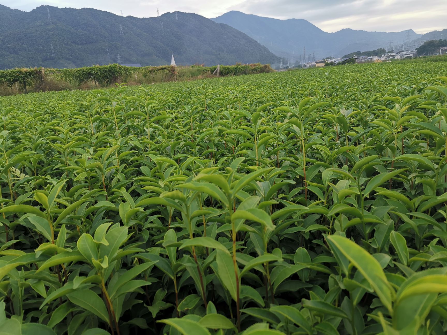 梅占茶苗  梅占茶树苗 一年生冬插苗福建福安苗圃直销大量供应
