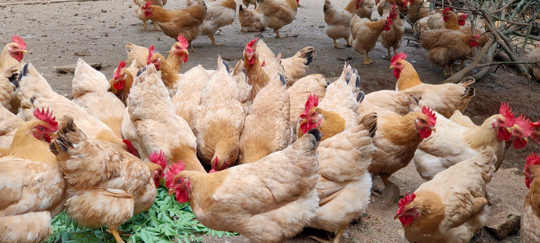 肉鸡  新出栏！！！岭南黄项鸡，118天，平均3.67