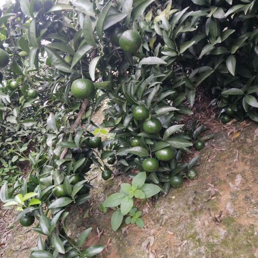 鹿寨县蜜桔 广西柳州青香橘巴西柑青皮蜜橘