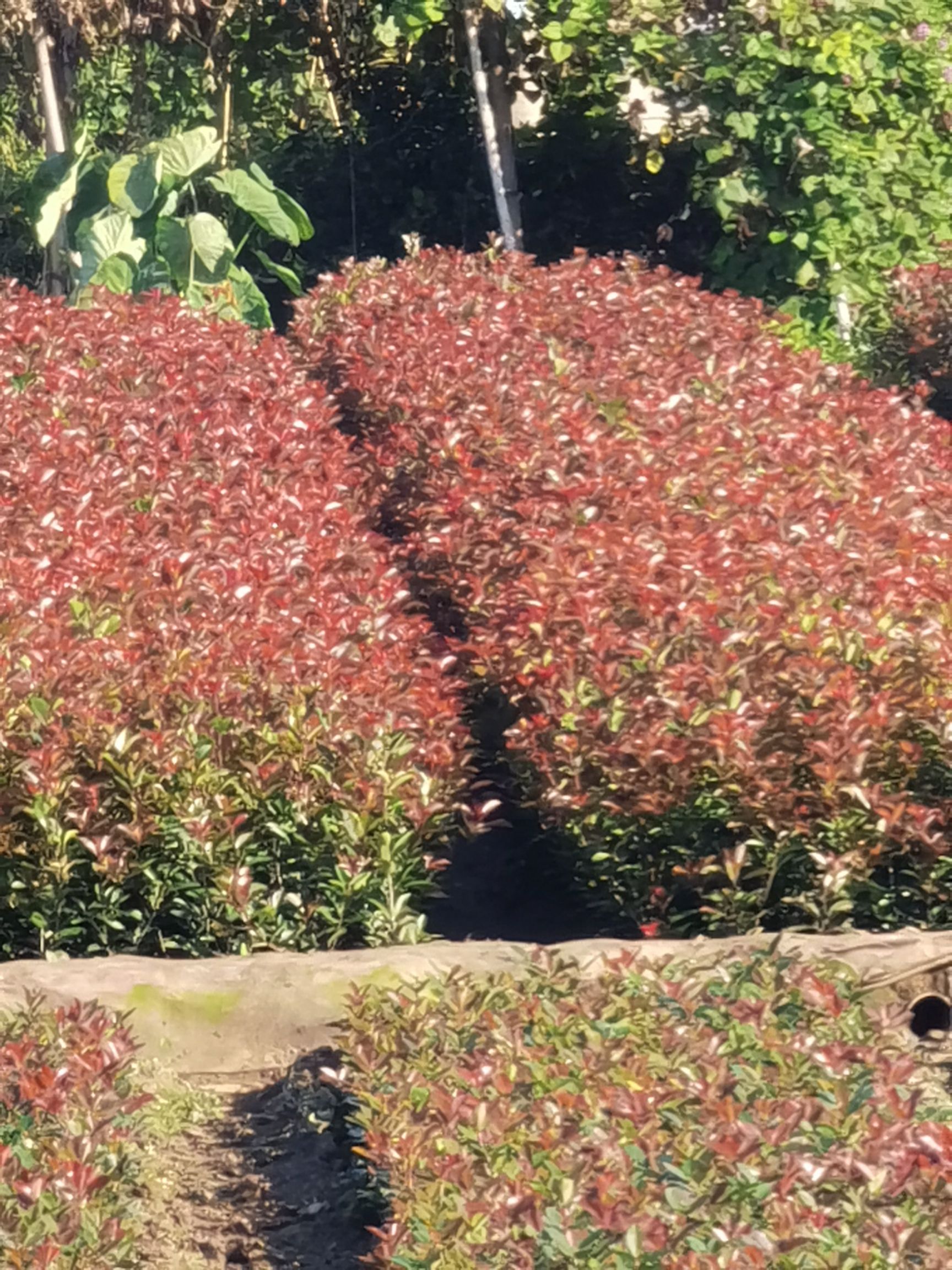 普通红叶石楠 