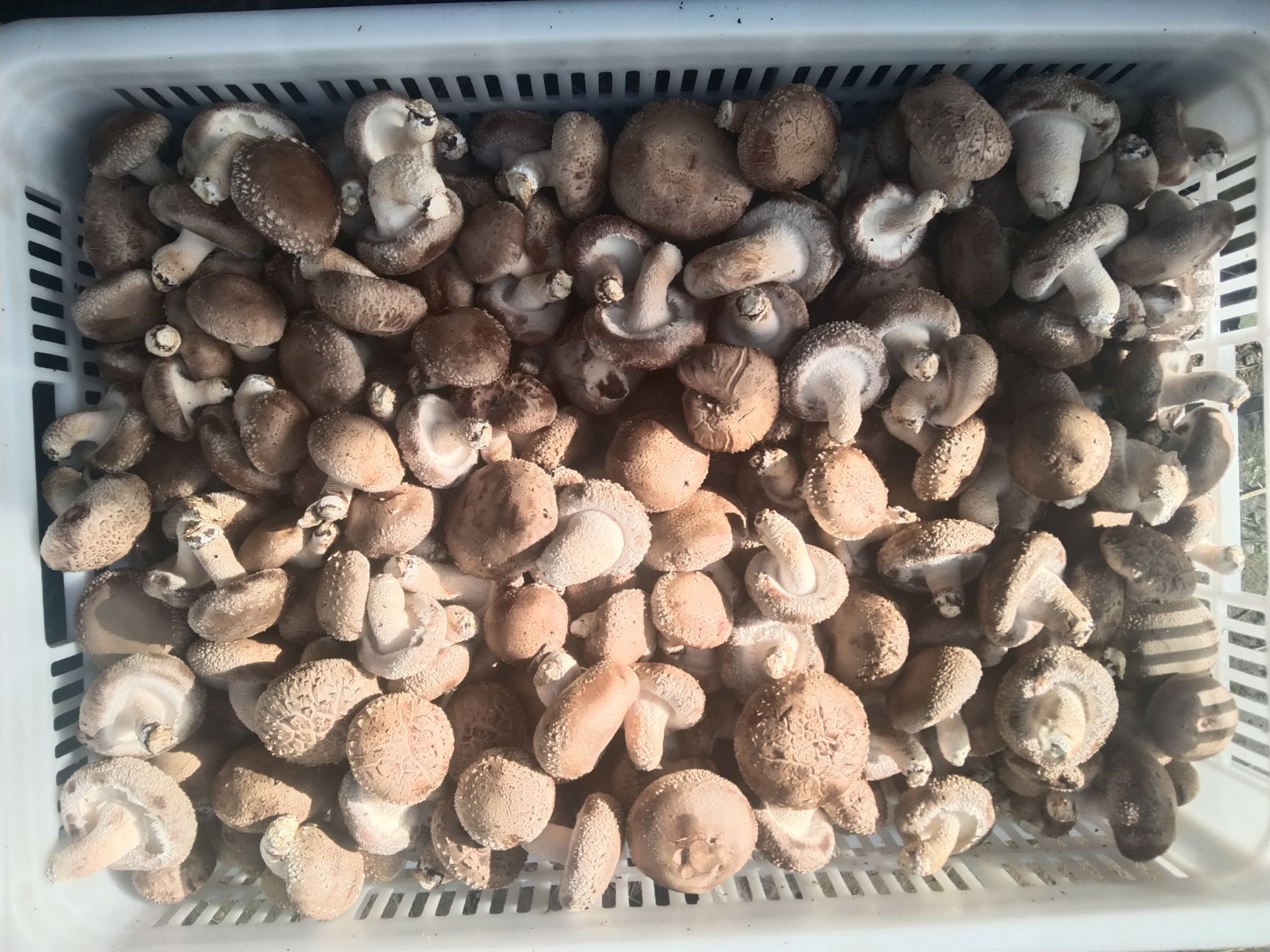 鲜花菇  25年新鲜菇白面菇，冷库方便，百万斤供应量