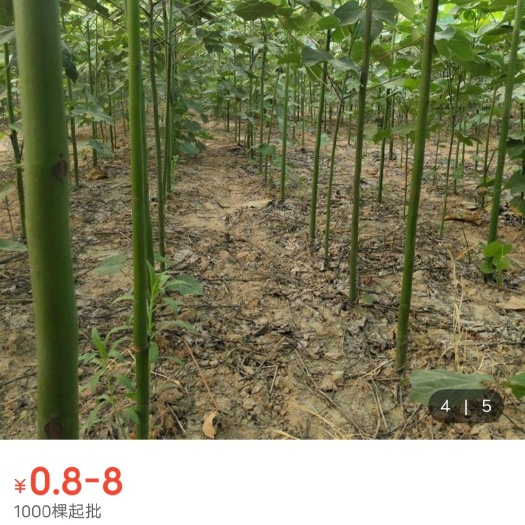 谷城县青桐 2.5~3米 