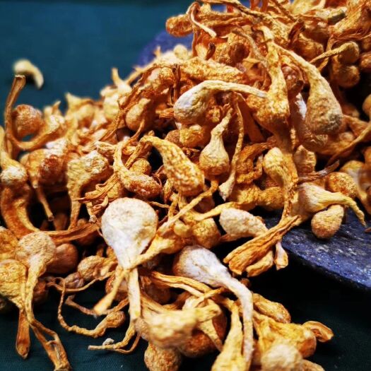 和平县人工培植虫草花  虫草花