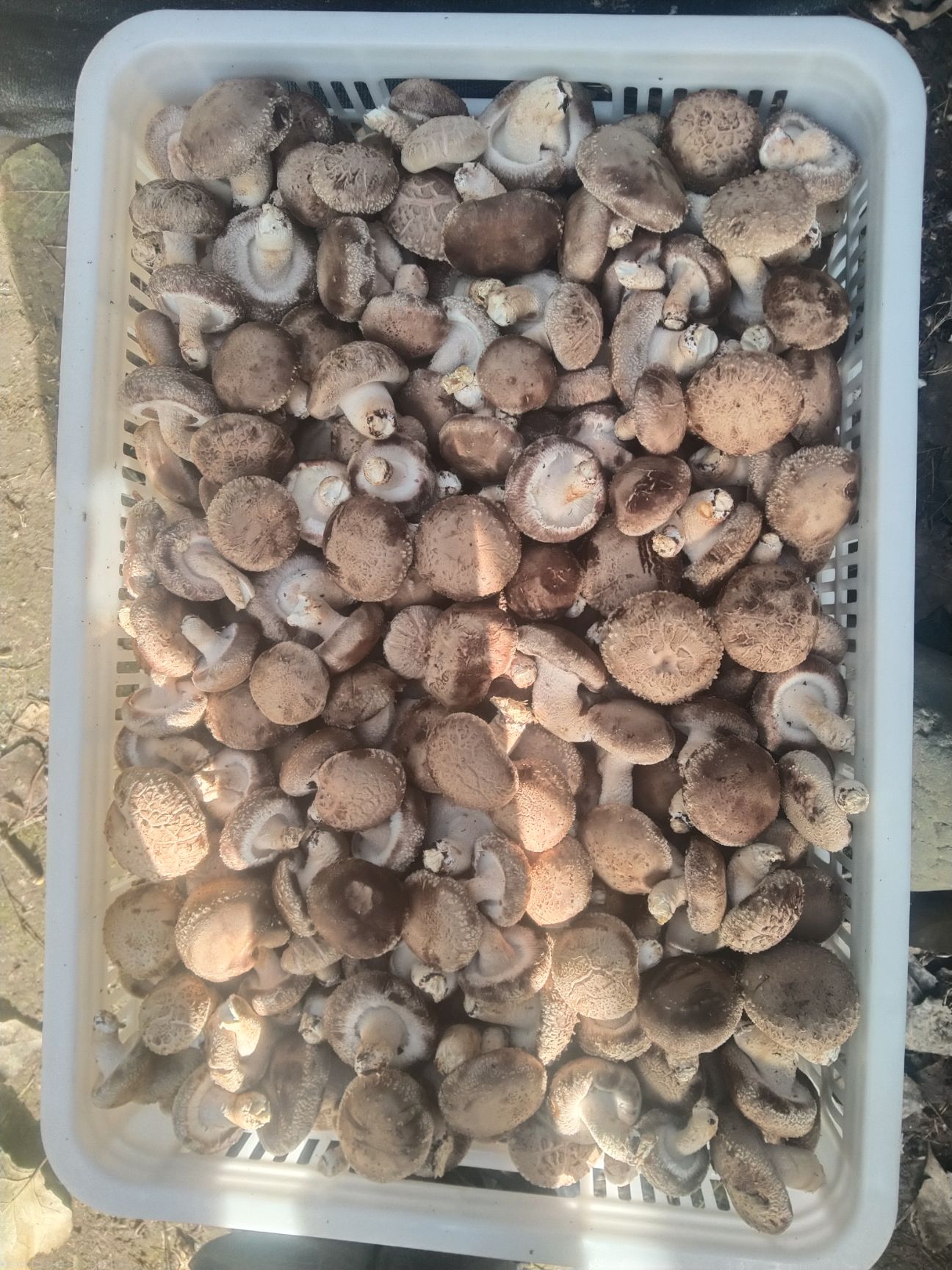 鲜花菇  25年新鲜菇白面菇，冷库方便，百万斤供应量