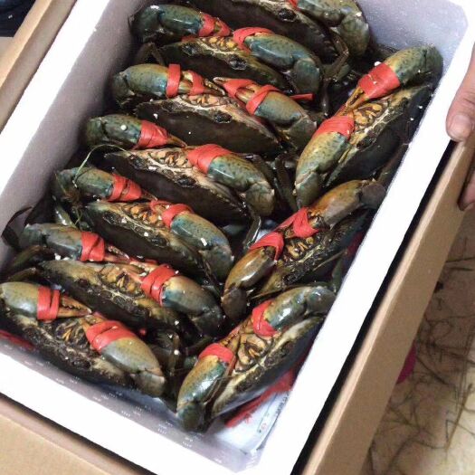 饶平县青蟹 大膏蟹满黄满膏