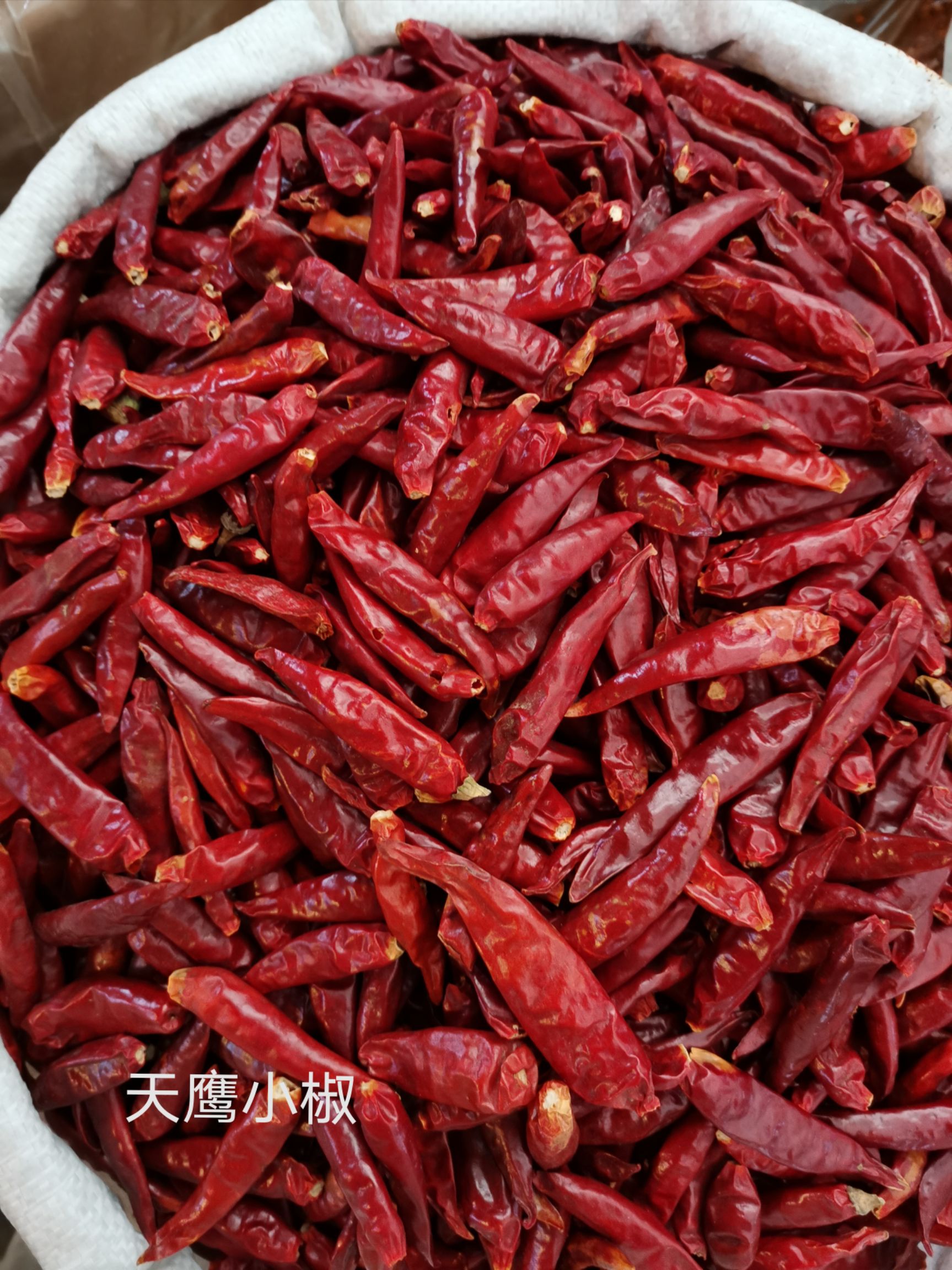 新一代干辣椒  精品天鹰小椒