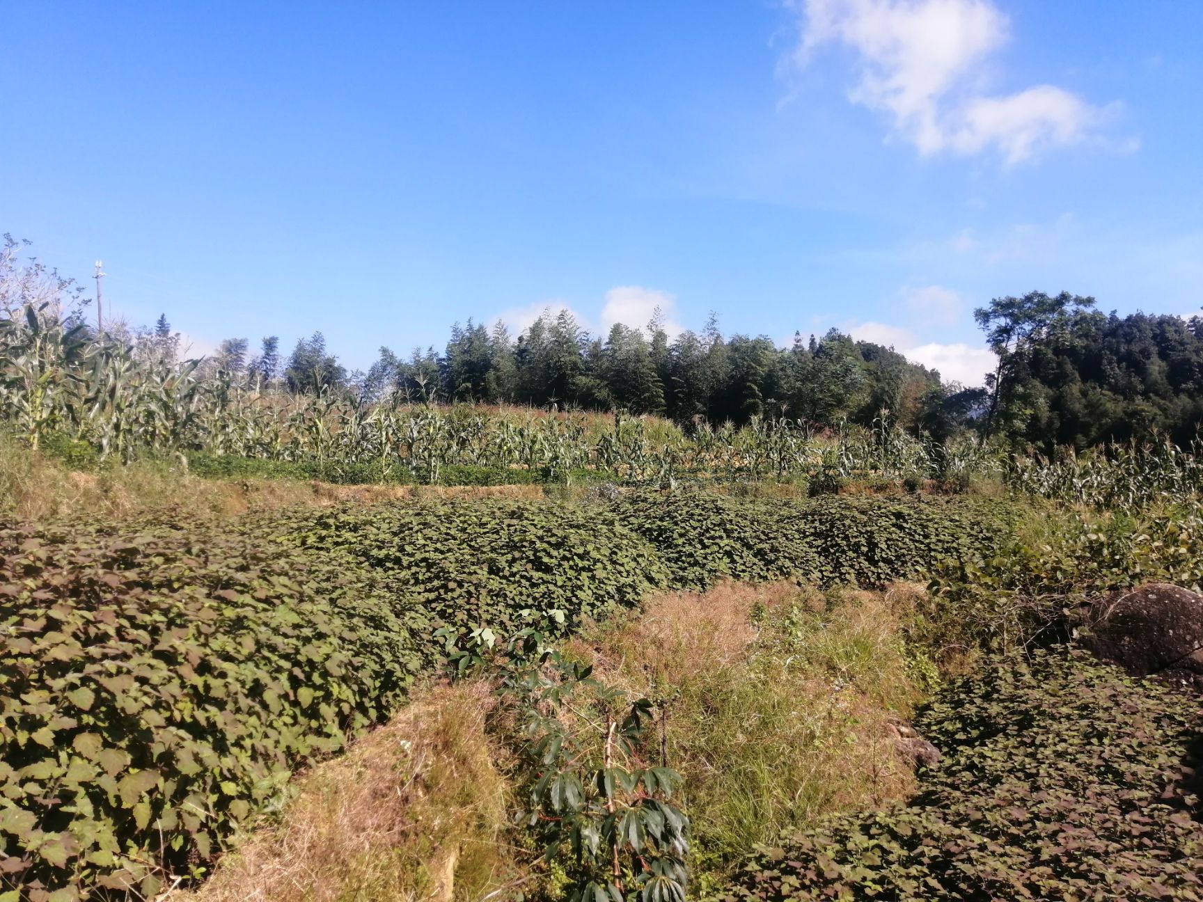 海拔800多米。种植的广藿香