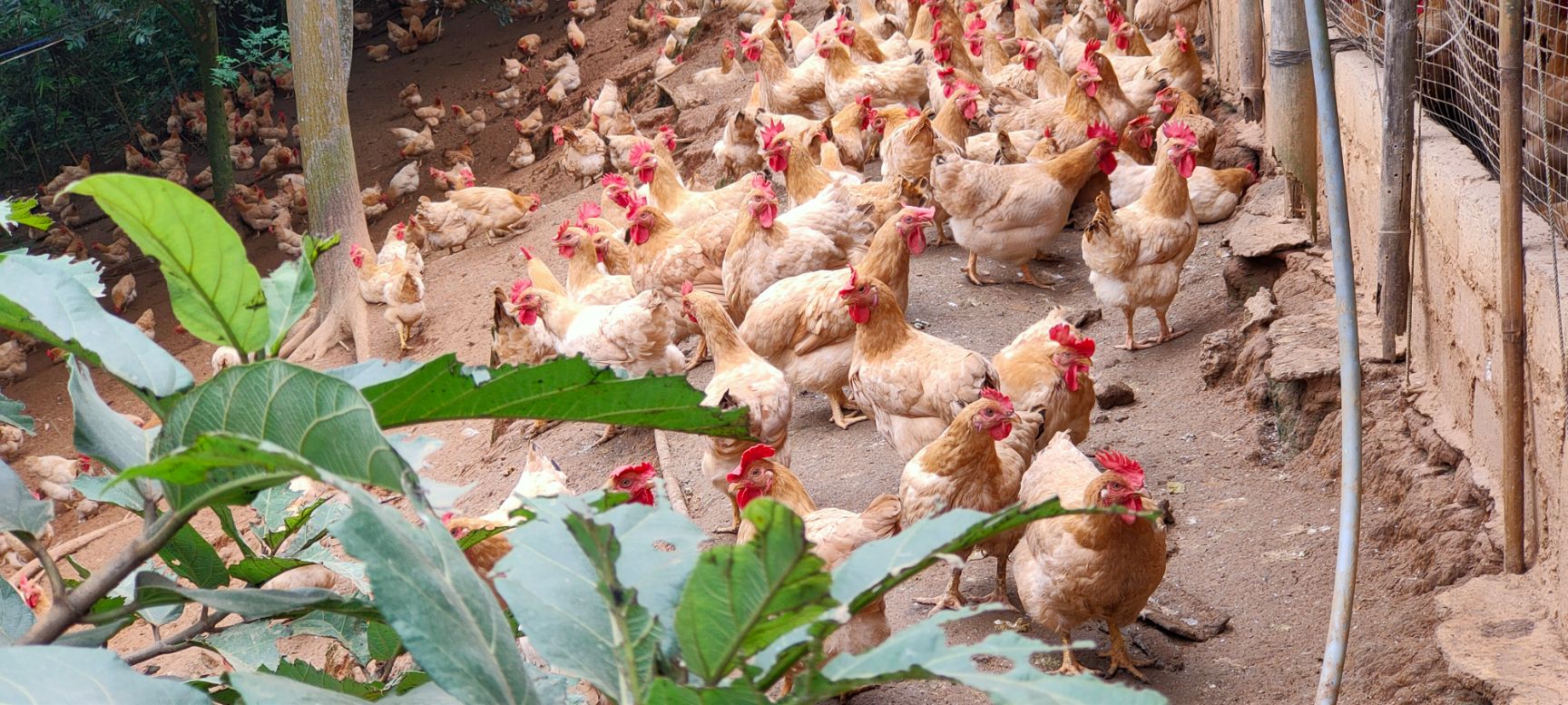 肉鸡  新出栏！！！岭南黄项鸡，118天，平均3.67