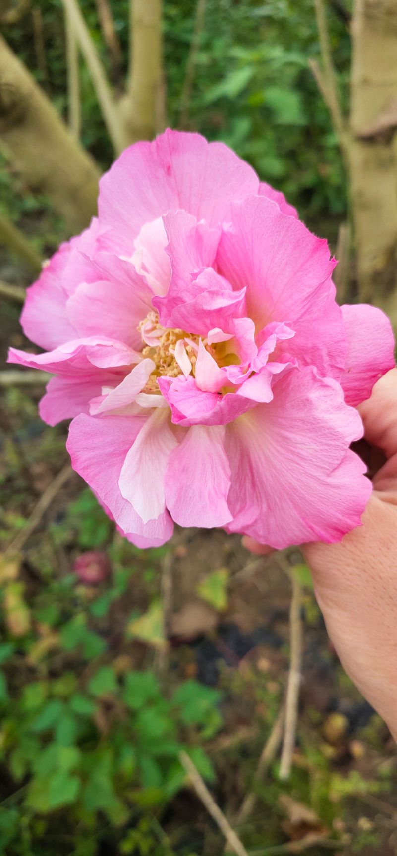 红芙蓉  成都基地直销纯种芙蓉