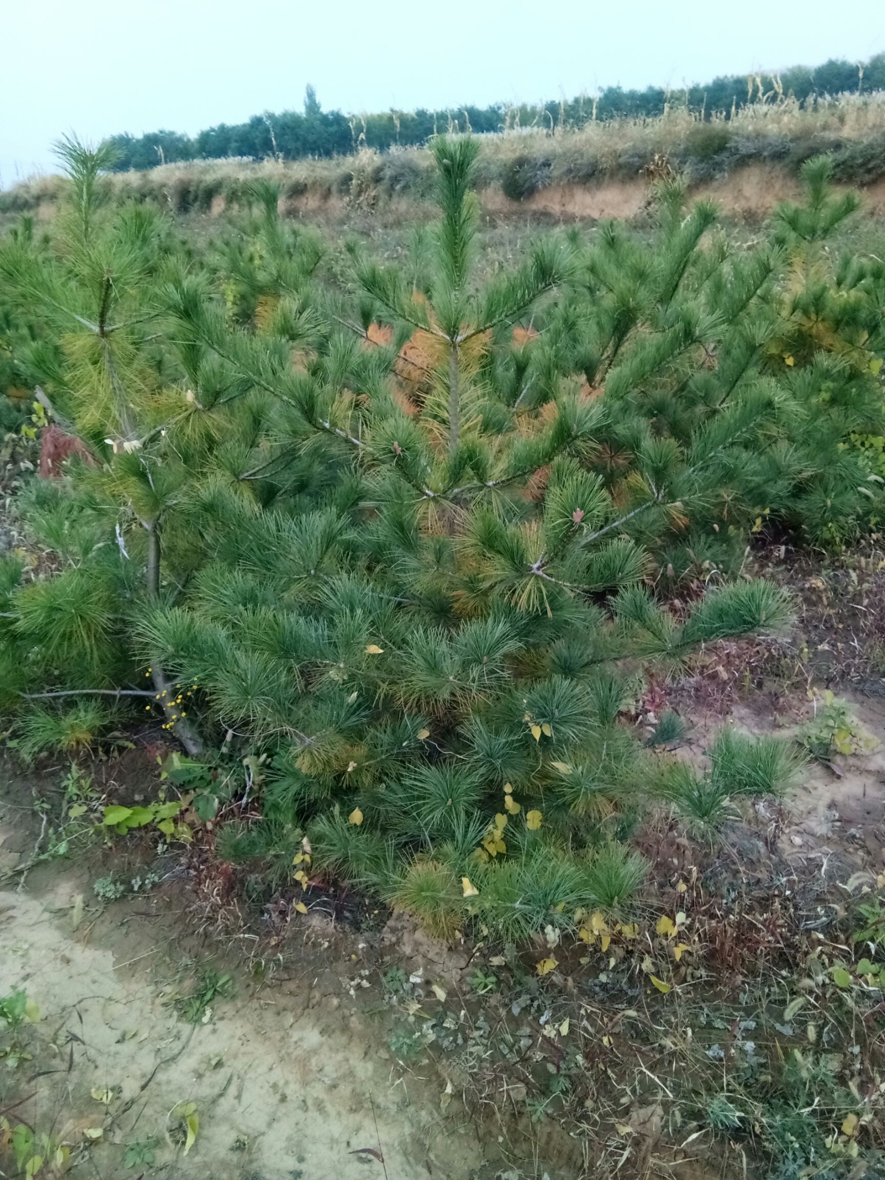 华山油松 华山松大量出售 基地供应，质量保障，一米五到5米