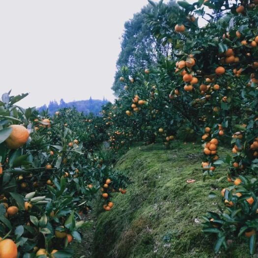 石门县石门蜜橘
