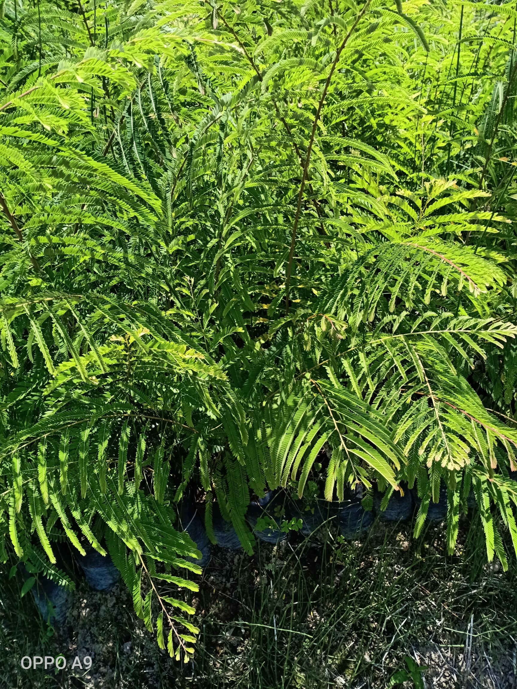 余甘果苗