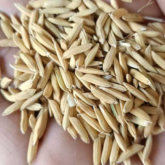 籼稻谷  大量供应2021年新鲜优质软粘食味晚籼稻可烘干可晒干