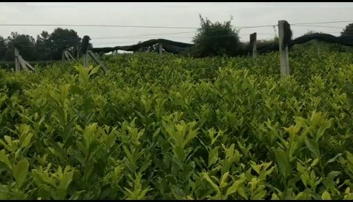 茶树苗  茶叶苗（复选九号.四号.蒙山九号.福鼎.乌牛早.黄金茶）