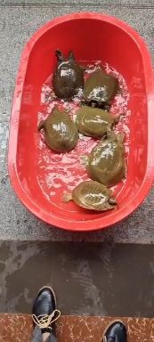 霍邱县外塘甲鱼  自家养殖，现卖现抓