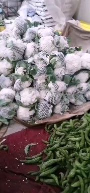 白面青梗松花菜 优质有机花，一手货源，基地直发。欢迎与您合作。