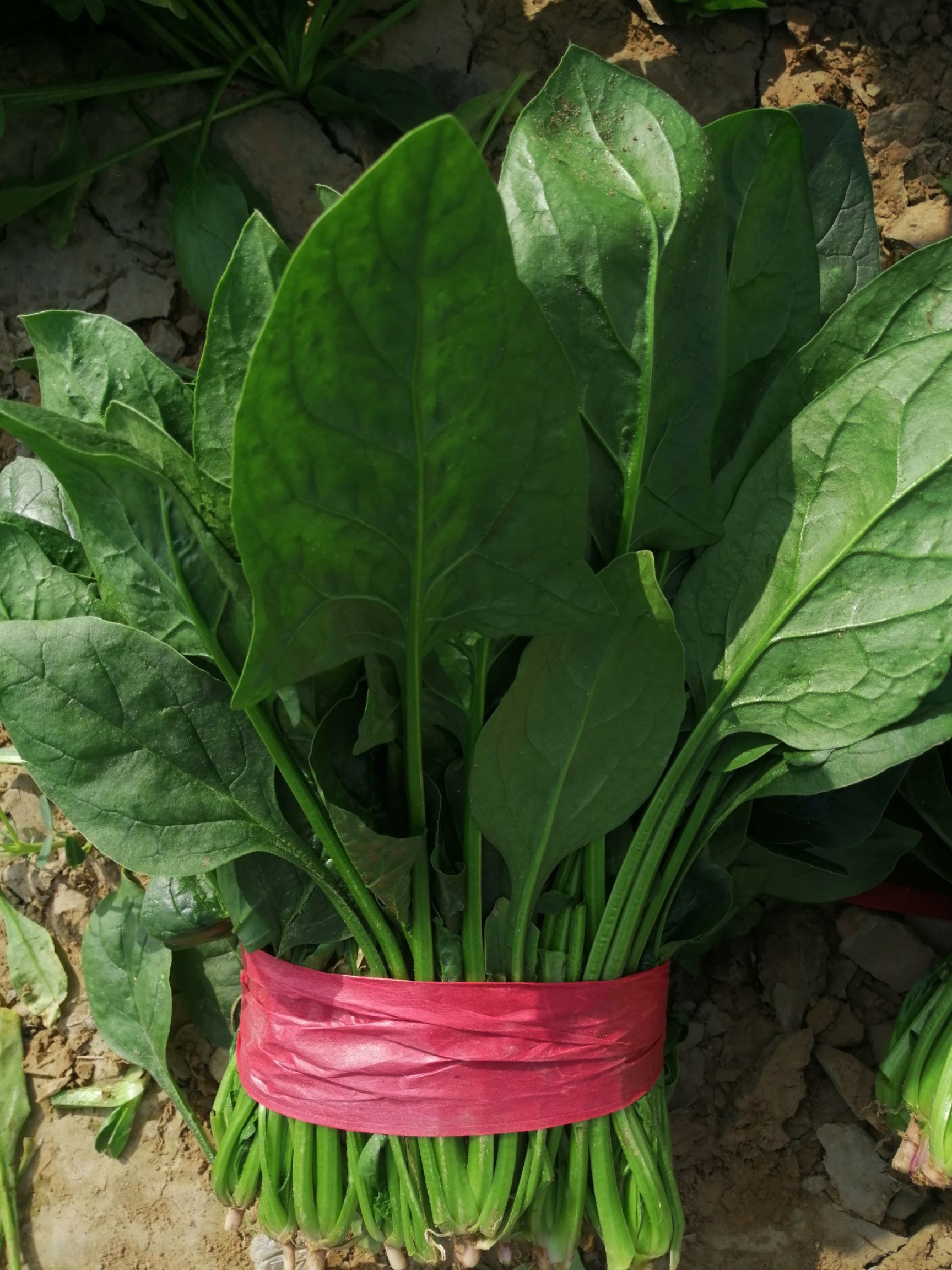 大叶菠菜  山东惠民 万亩菠菜种植基地 专业割菜团队，做工精