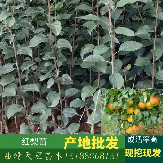 开远市正宗云南红梨苗，保证品种质量！梨苗产地批发