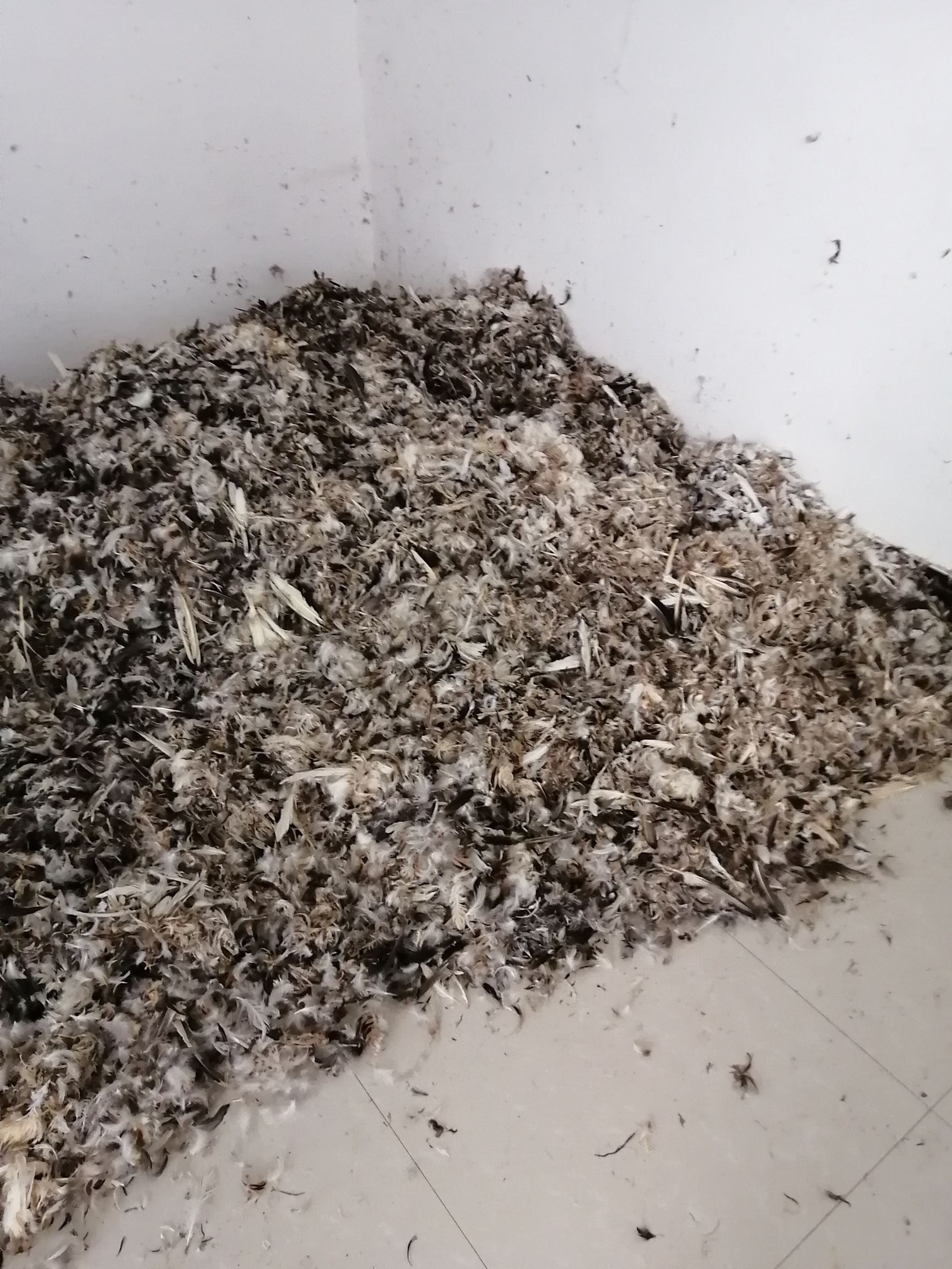 正宗农户散户鸭毛，鹅毛