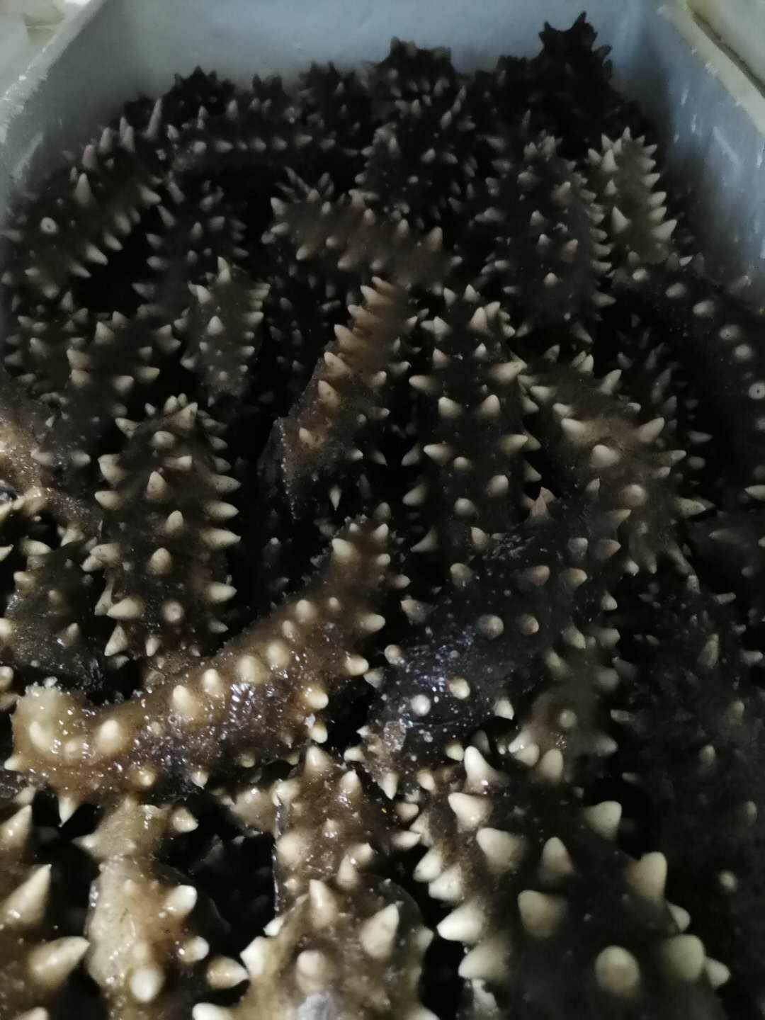 大连海参 海参   即食