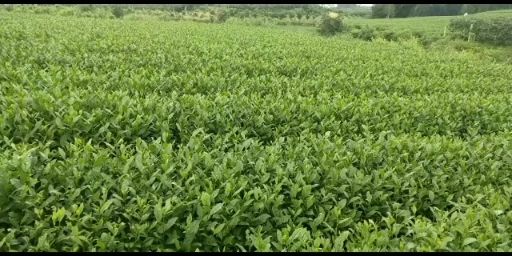 茶树苗  茶叶苗（复选九号.四号.蒙山九号.福鼎.乌牛早.黄金茶）