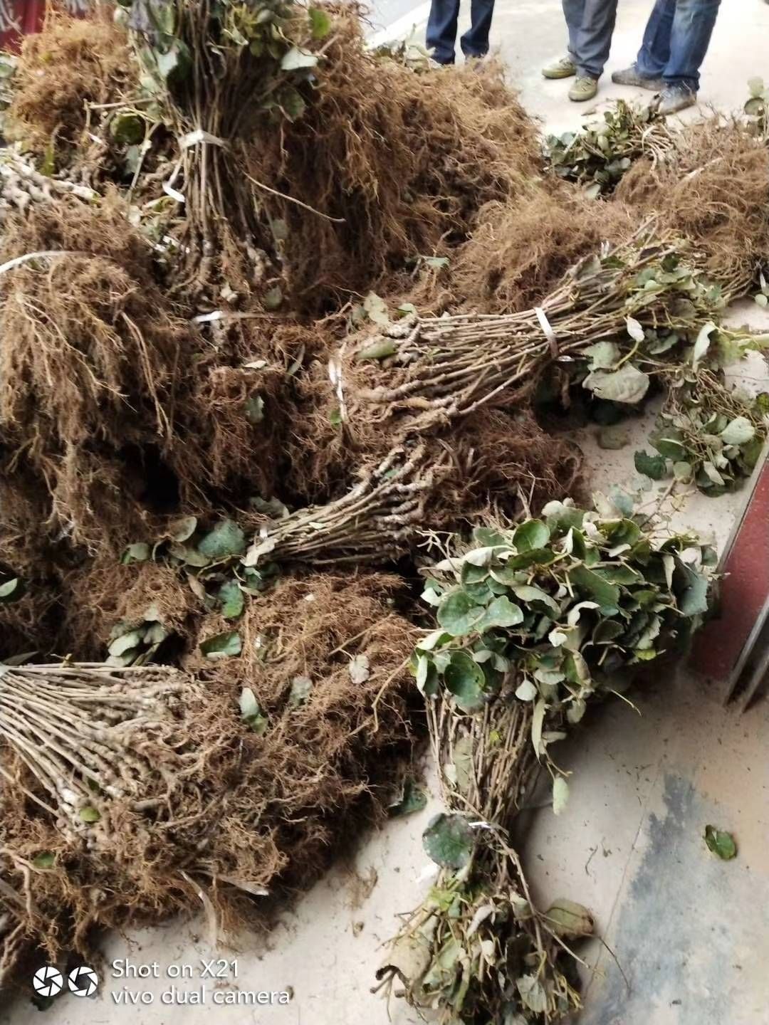 红阳猕猴桃苗  嫁接苗 提供免费技术指导 死苗包赔 保证品种