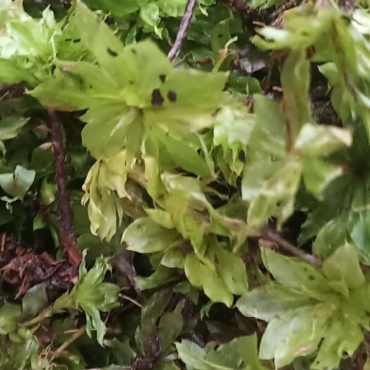 新平县回心草（药材）  回心草