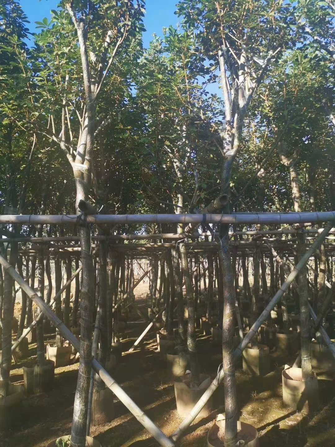 黄花风铃木 黄花（多花）风铃木 5-12公分