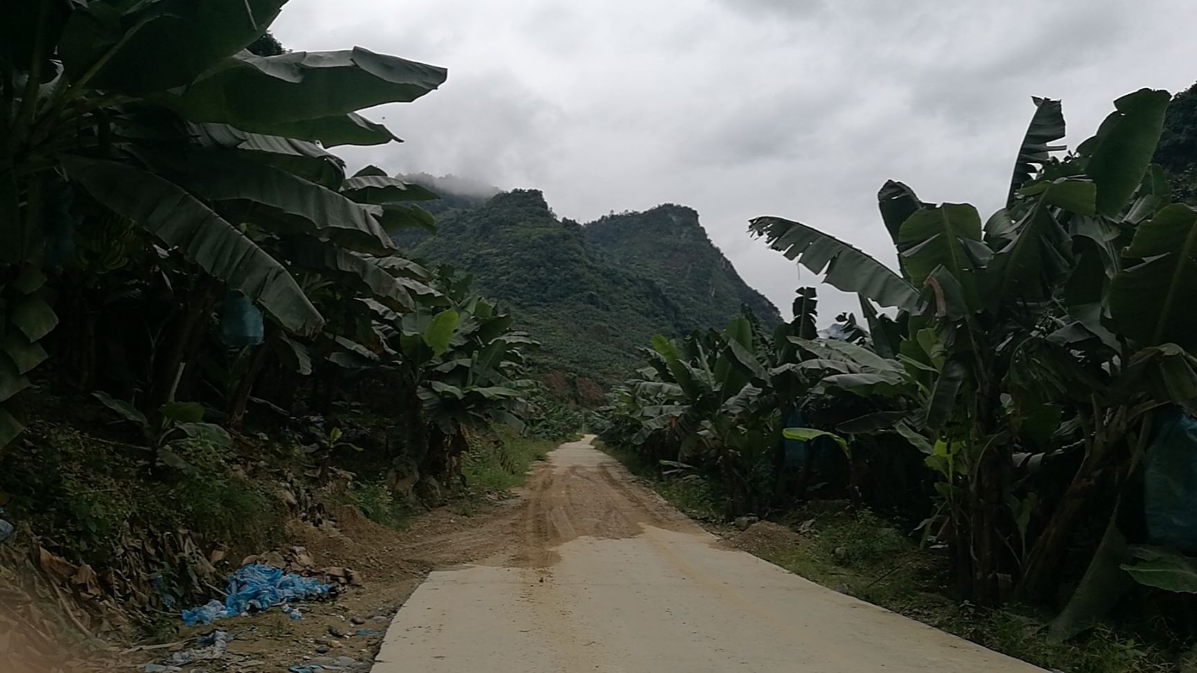 威廉斯香蕉 自产