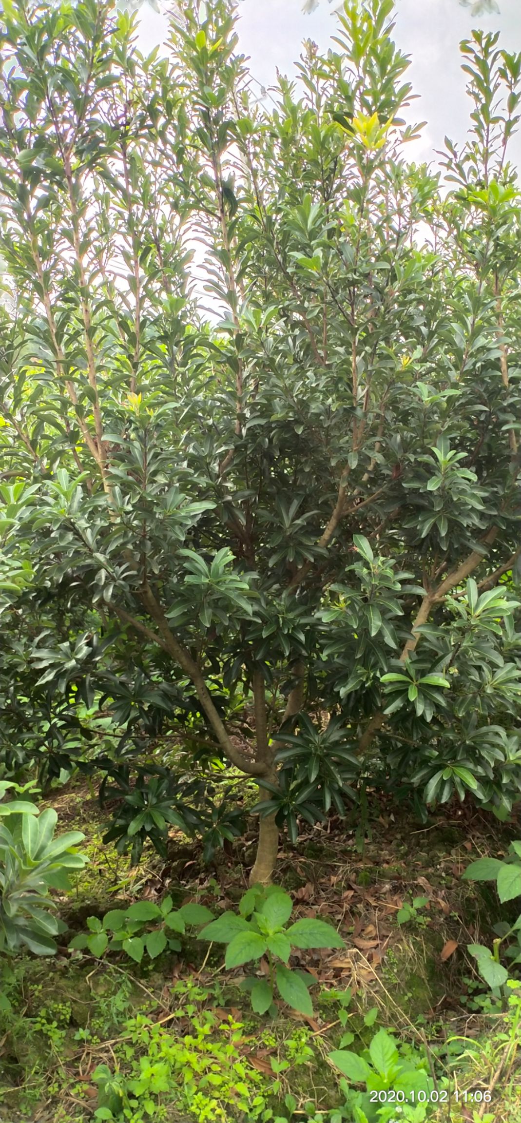 大黑炭杨梅树苗 地径五公分杨梅苗