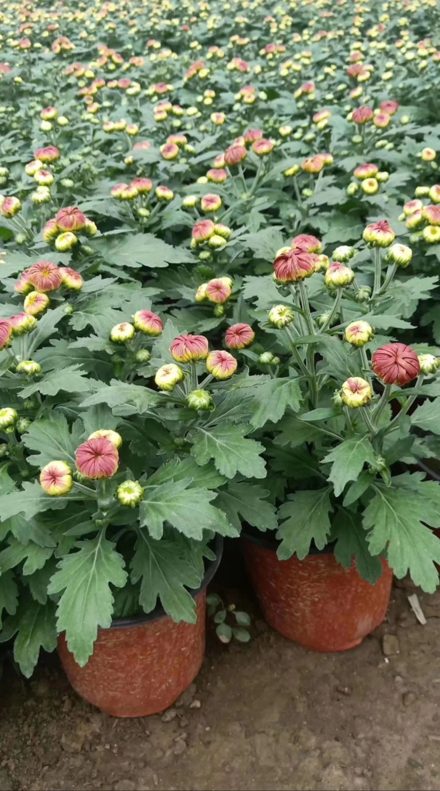 国庆菊  菊花盆栽带花苞 四季开花植物 盆栽室内外阳台耐寒绿植物盆栽花