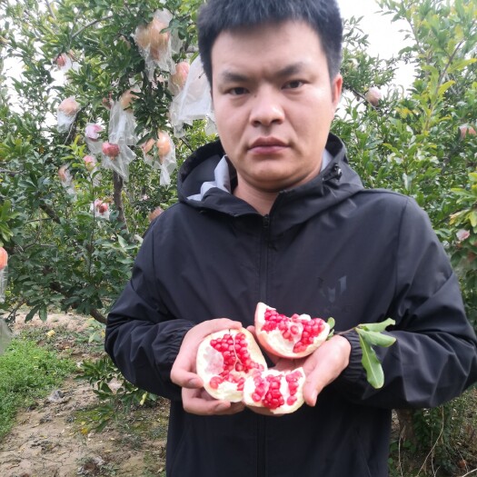 临猗县 北畔甜石榴。