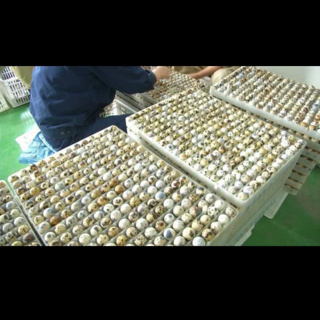 黄羽鹌鹑蛋  自家养殖鹌鹑，量大从优支持跨省送货。